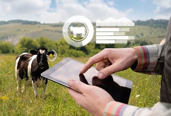 AMA RinderNet Projekt. Eine Kuh steht auf der Weide. Ein Mann sieht auf einem IPad die Daten der Kuh nach. © Evgeny&Karina Gerasimovi_scharfsinn86  - Adobe Stock592567695 