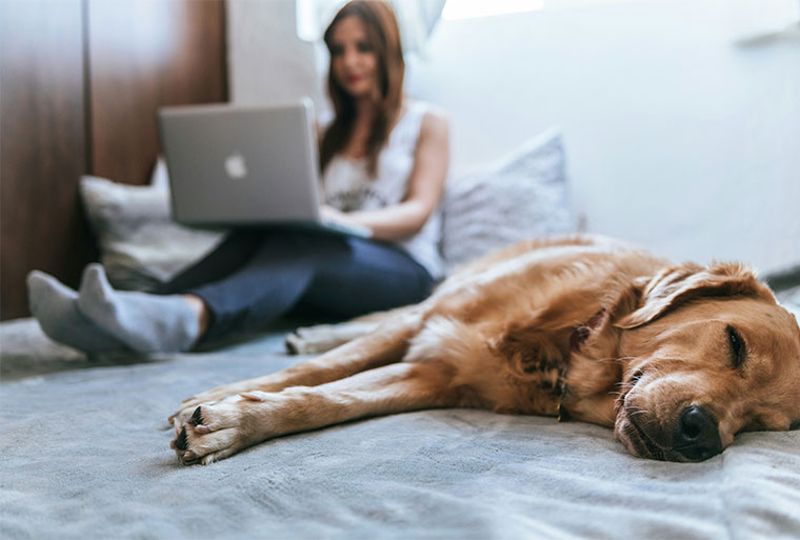 Eine Frau nutzt einen Laptop. Ein Hund schläft daneben.